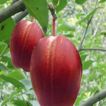 一年梨樹(shù)苗去哪里買、一年梨樹(shù)苗哪里有