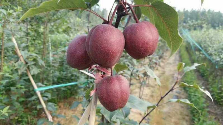 翠冠梨樹苗去哪里買、翠冠梨樹苗哪里有