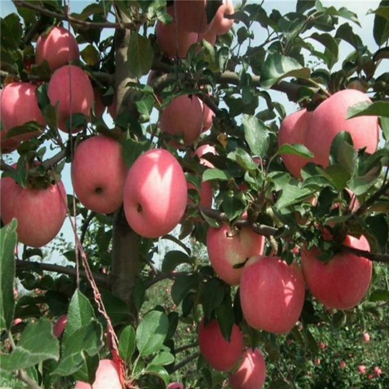 蜜脆蘋果苗哪里有、蜜脆蘋果苗種植基地