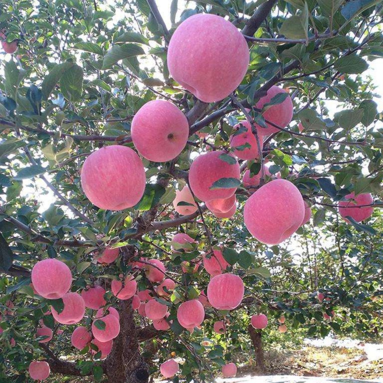 富藤苹果苗哪里有,富藤苹果苗哪里便宜