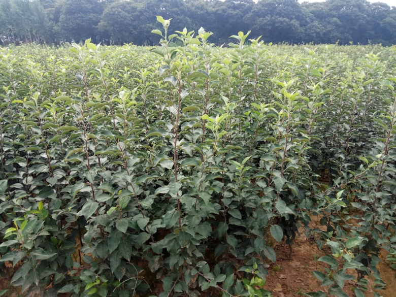 紅嘎啦蘋果苗基地