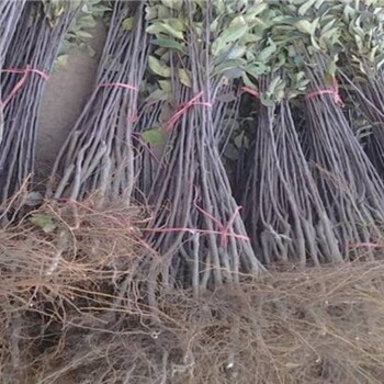 秦冠蘋果樹苗哪里有、秦冠蘋果樹苗基地
