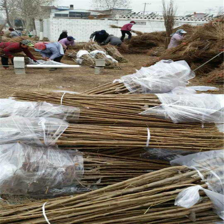 西梅女神苗哪里有、西梅女神苗種植基地