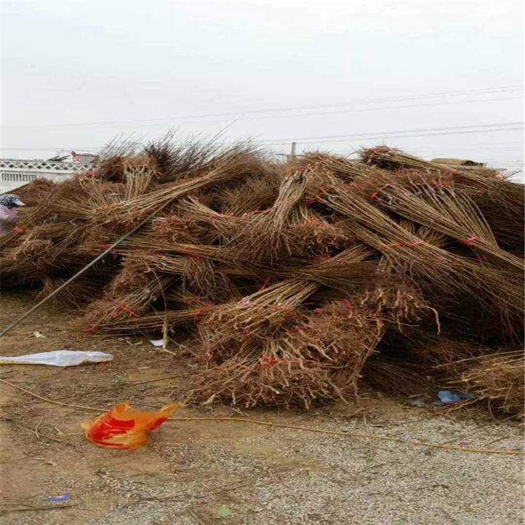 西梅女神苗哪里有、西梅女神苗種植基地