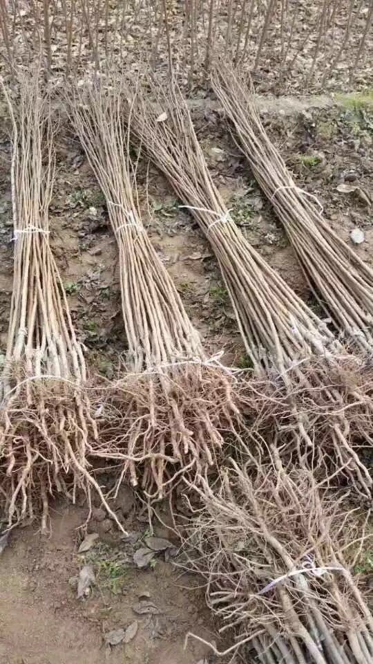 西梅女神苗哪里有、西梅女神苗種植基地