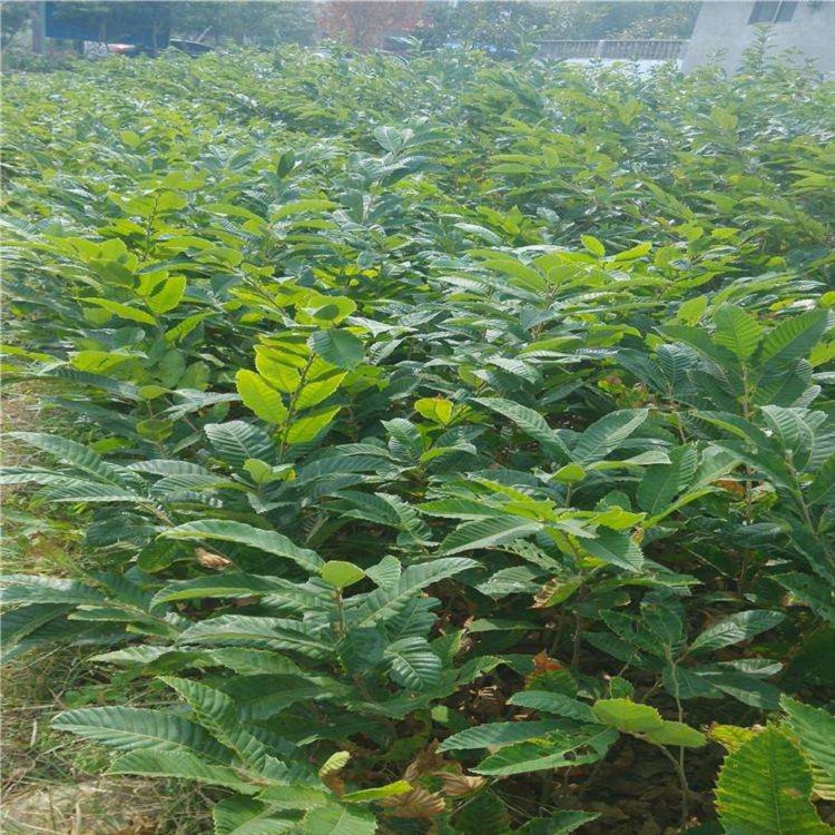 華光二號(hào)板栗苗去哪里買、華光二號(hào)板栗苗哪里有