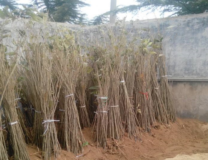 實(shí)生板栗苗去哪里買、實(shí)生板栗苗基地
