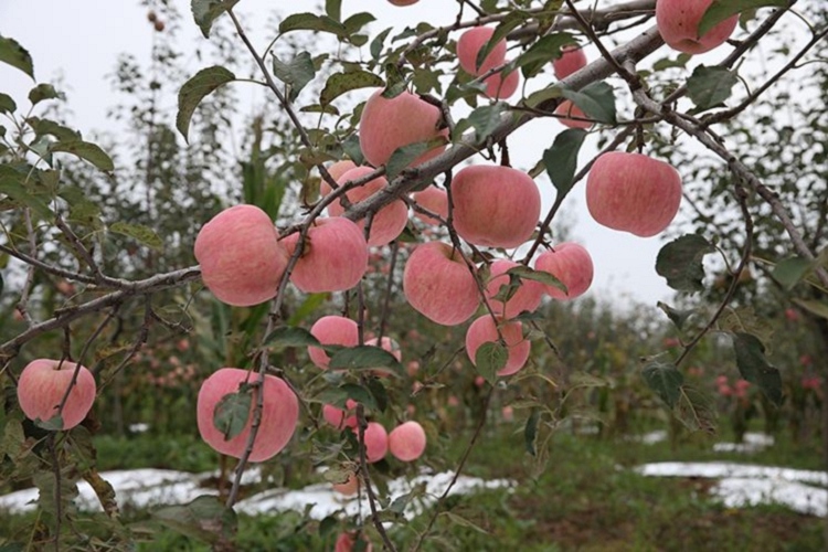 煙富8號(hào)蘋果苗價(jià)格多少錢，煙富8號(hào)蘋果苗基地