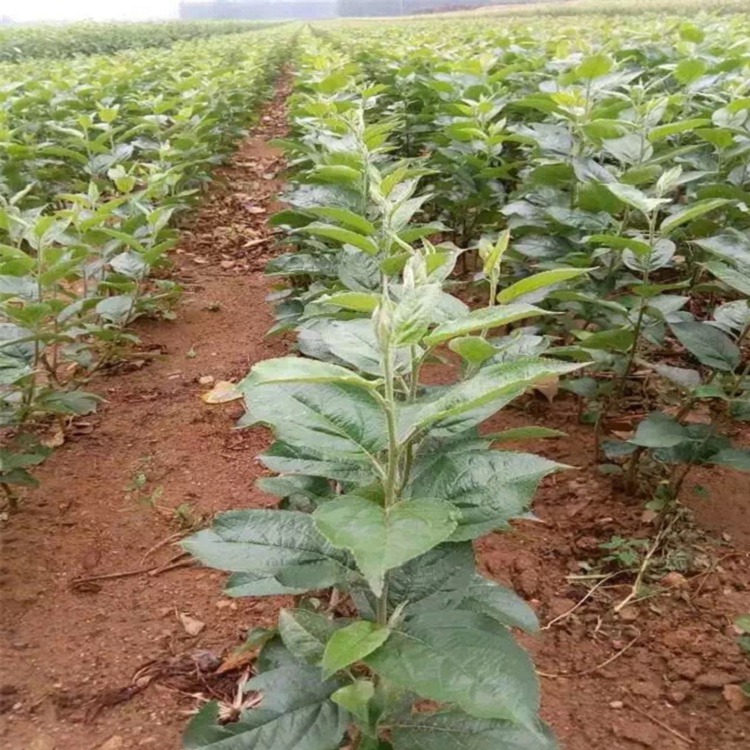 中秋王蘋果苗多少錢，中秋王蘋果苗批發(fā)基地