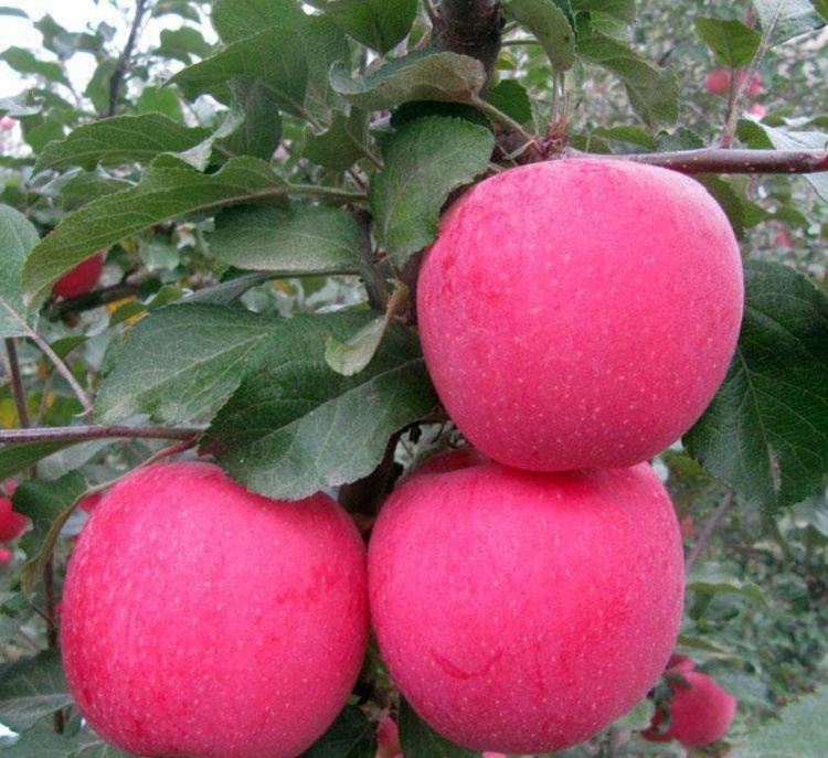 煙富8號(hào)蘋果苗價(jià)格多少錢，煙富8號(hào)蘋果苗基地
