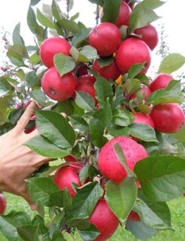 紅肉蘋果苗多少錢一棵，紅肉蘋果苗價(jià)格多少錢