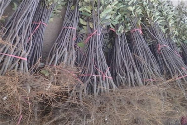 眾成1號蘋果苗多少錢一棵 眾成1號蘋果苗基地