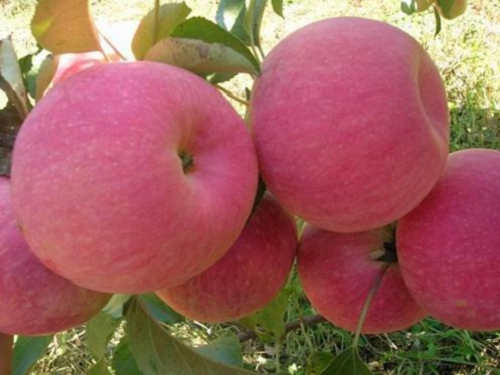 矮化苹果苗产地及基地，矮化苹果苗基地