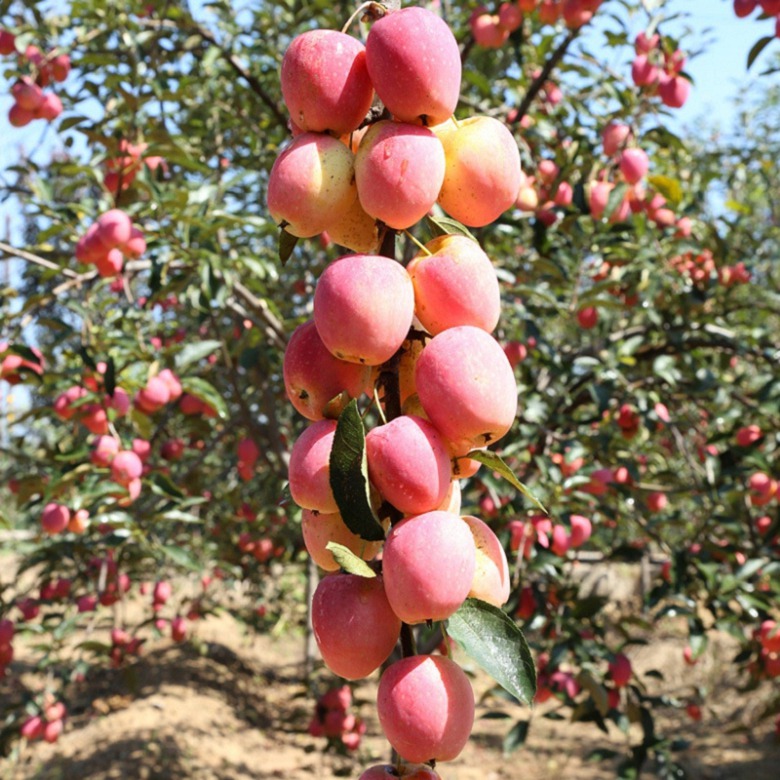 一年蘋果苗產(chǎn)地及基地，一年蘋果苗一棵多少錢