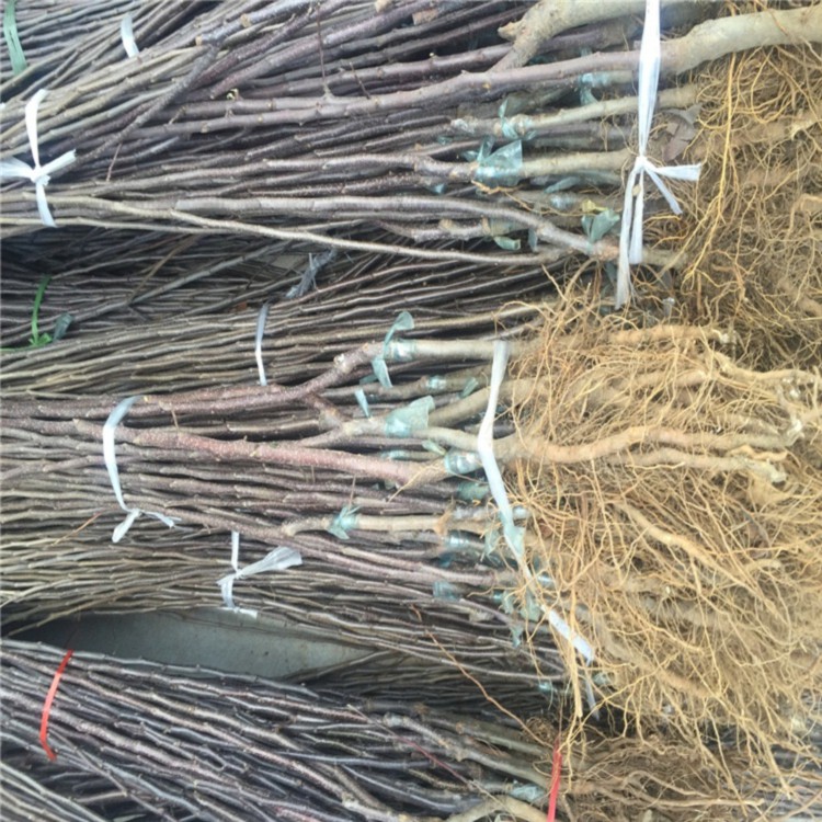 紅色之愛蘋果苗多少錢一棵 紅色之愛蘋果苗一棵多少錢