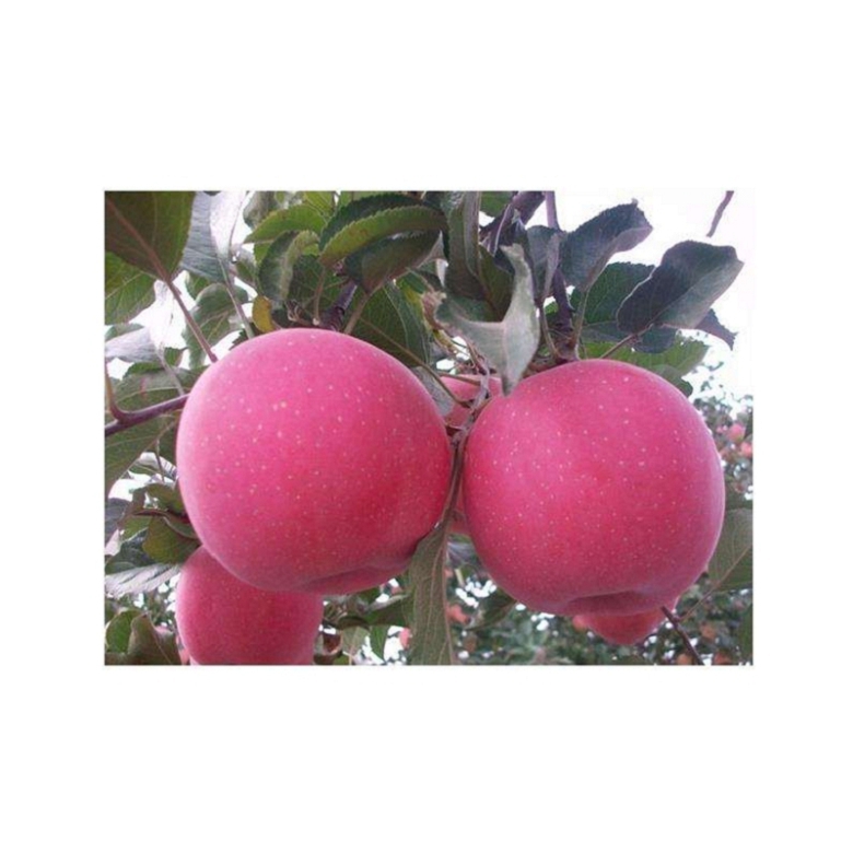 紅將軍蘋果苗產(chǎn)地及基地，紅將軍蘋果苗種植基地