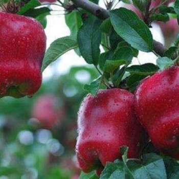 矮化苹果苗产地及基地，矮化苹果苗基地