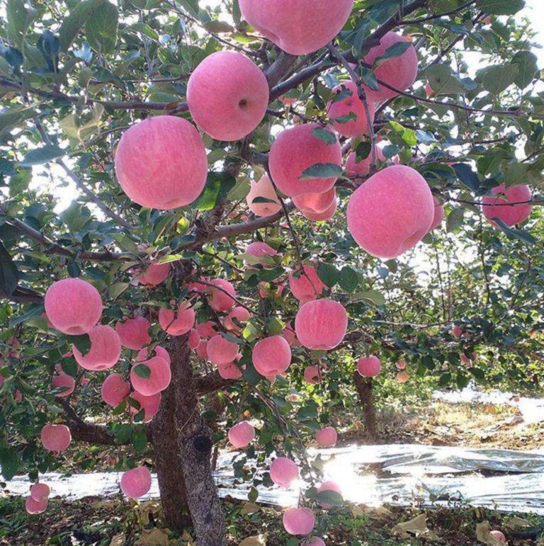 三年蘋果苗產(chǎn)地及基地，三年蘋果苗哪里有