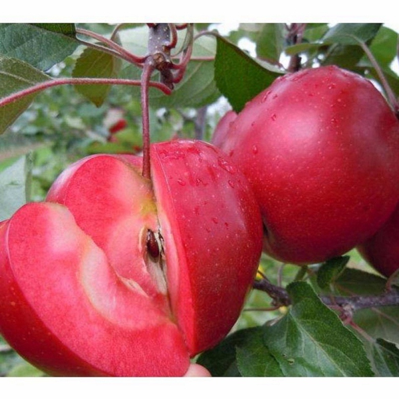紅玫瑰蘋果苗產(chǎn)地及基地，紅玫瑰蘋果苗批發(fā)基地