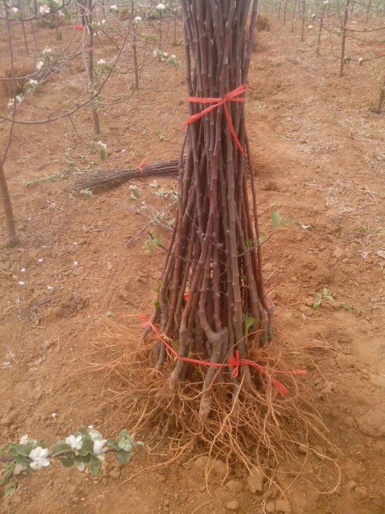 矮化苹果苗产地及基地，矮化苹果苗多少钱一棵