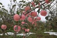 秦阳苹果树苗基地，秦阳苹果树苗购买厂家