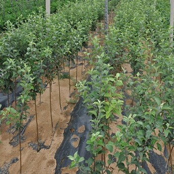 新品種眾成1號蘋果苗基地價格咨詢、眾成1號蘋果苗批發(fā)