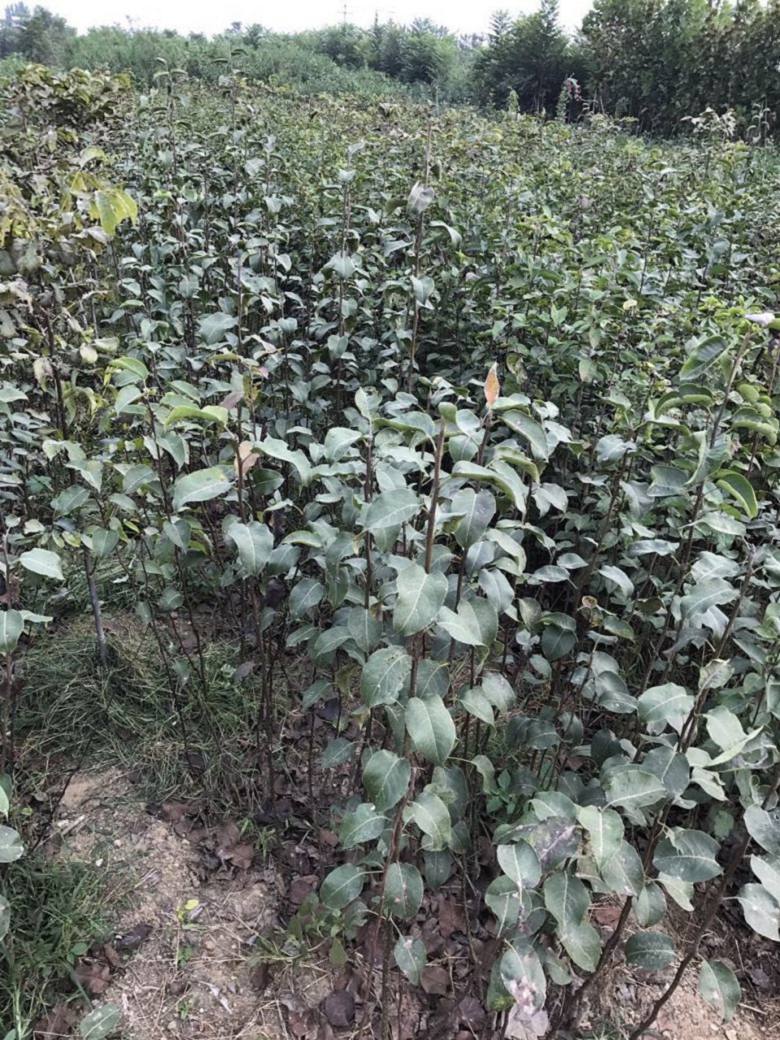 批發(fā)黑鉆蘋果苗價格、黑鉆蘋果苗基地