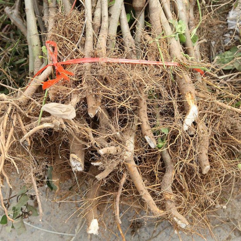 新品種眾成1號(hào)蘋果苗基地、眾成1號(hào)蘋果苗基地品種