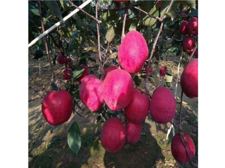 新品種煙富10號蘋果苗價格表、煙富10號蘋果苗基地批發(fā)價格
