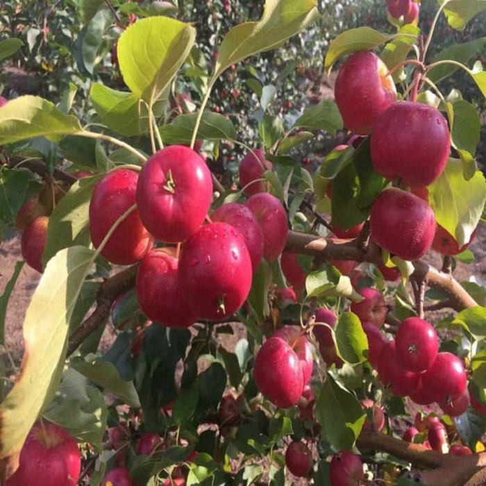 蛇果蘋果樹苗價格，蛇果蘋果樹苗價錢