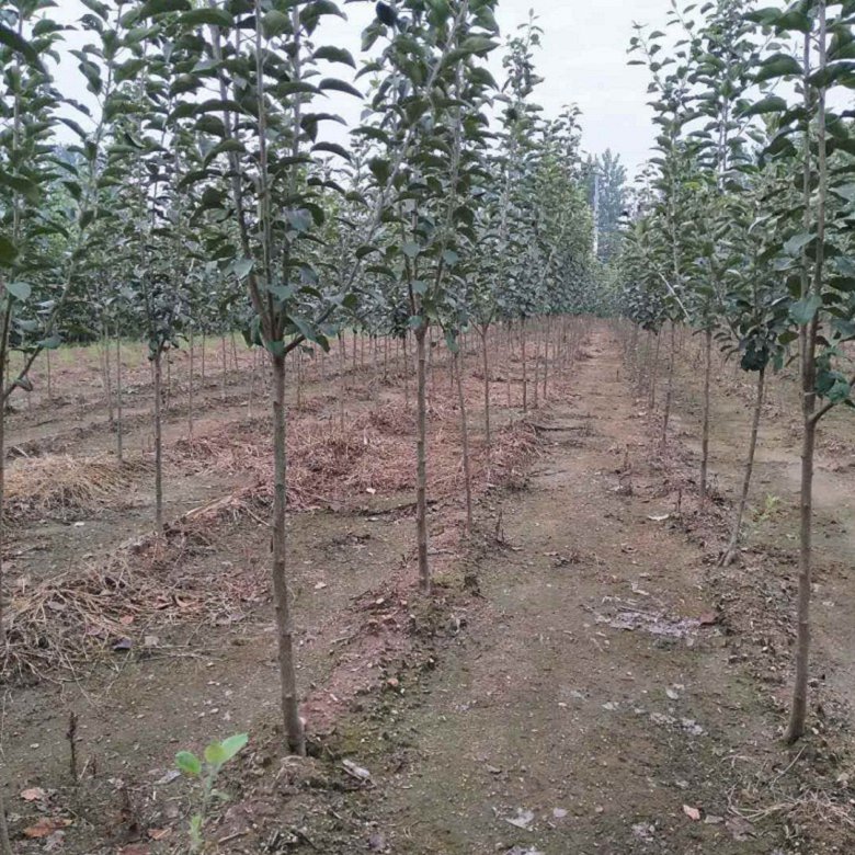 嫁接蘋果樹苗價格每日公示購買嫁接蘋果樹苗產(chǎn)地價格