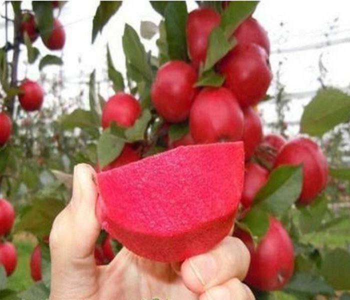 蜜脆蘋果苗基地，蜜脆蘋果苗出售價(jià)格