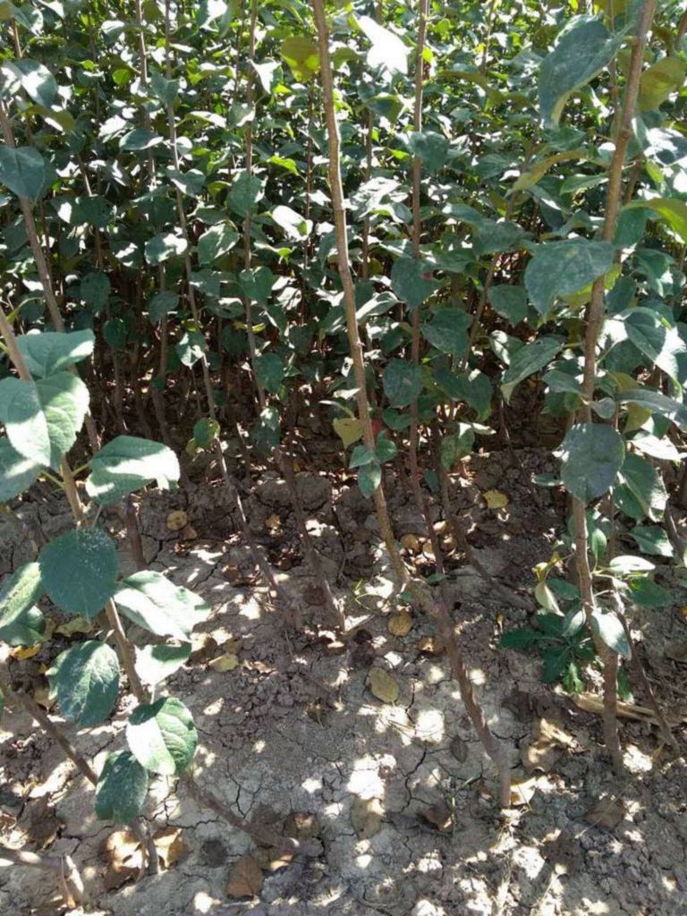 新品種煙富10號蘋果苗價格表、煙富10號蘋果苗基地批發(fā)價格