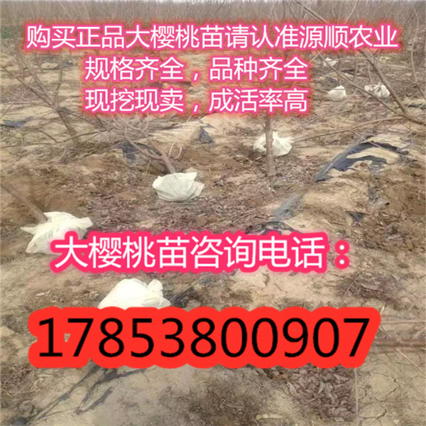 車厘子苗價格及價錢新品種車厘子苗價格及價錢