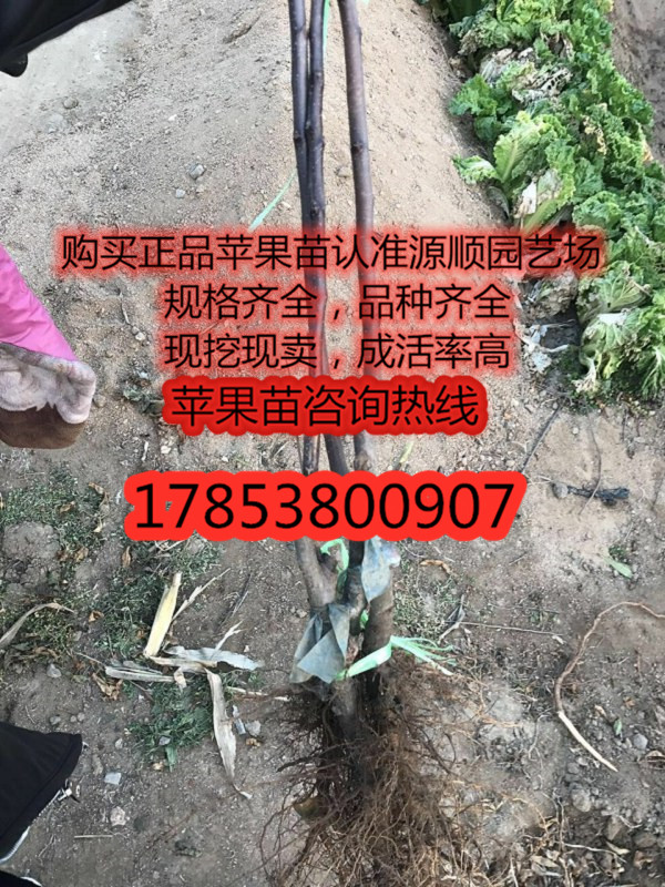 紅肉蘋果苗價格及基地