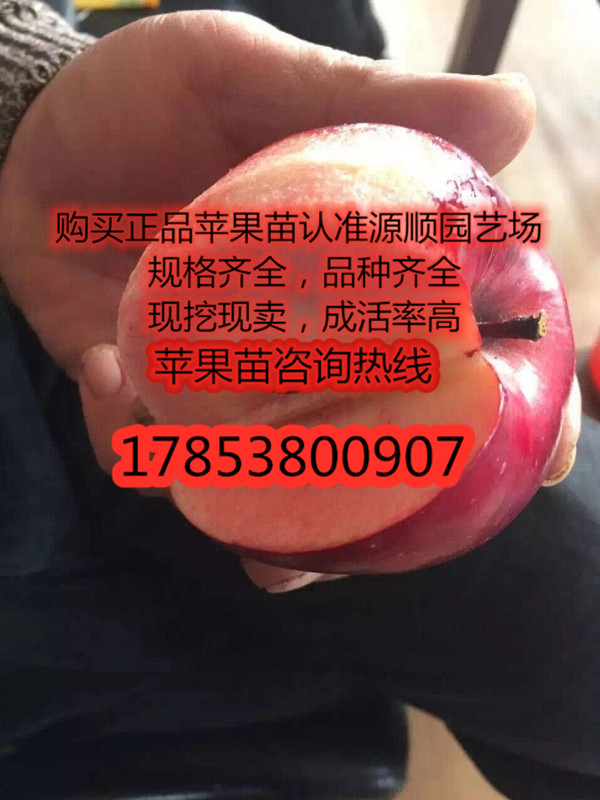 紅色之愛蘋果苗價格