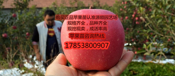 新品種瑞雪蘋果苗價(jià)格