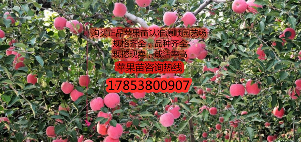 購買條紋紅蘋果苗價(jià)格及基地