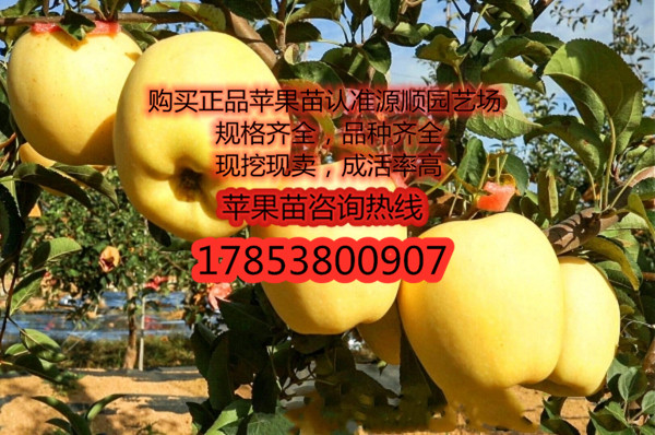 紅肉蘋果苗價格及基地
