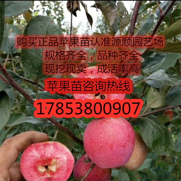 矮化紅寶石甜蘋果苗價(jià)格