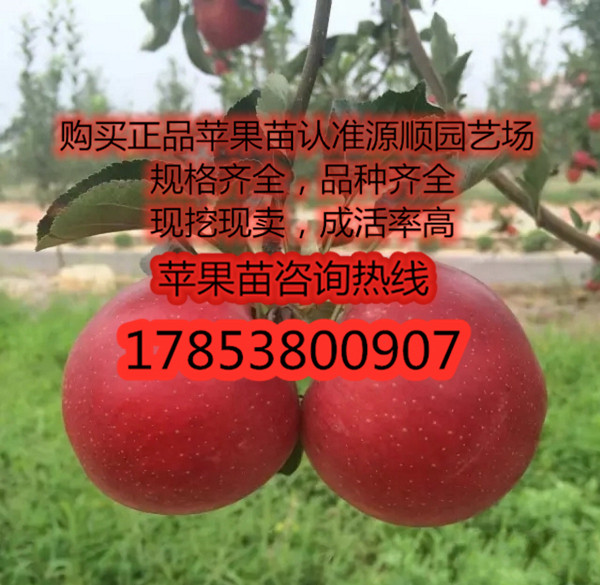 購買蘋果苗價(jià)格