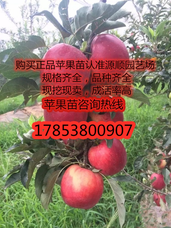 紅色之愛蘋果苗價格