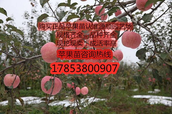 購買蘋果苗價(jià)格