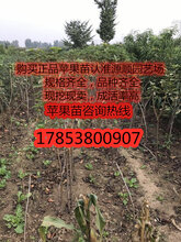 鲁丽苹果苗新品种价格图片