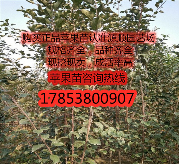 新品種瑞雪蘋果苗價(jià)格