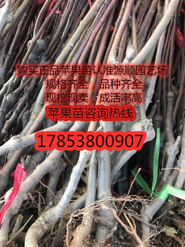 紅肉蘋果苗價格及基地