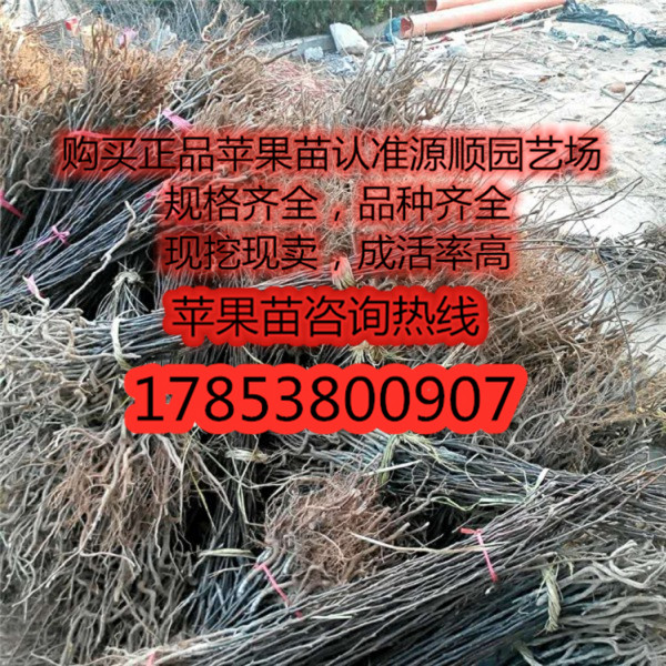 購買條紋紅蘋果苗價(jià)格及基地