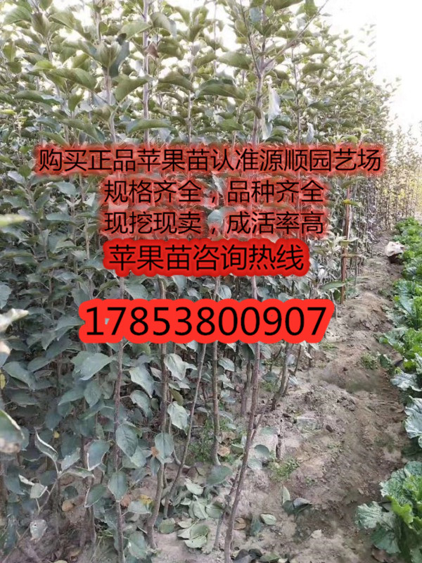 矮化紅寶石甜蘋果苗價(jià)格