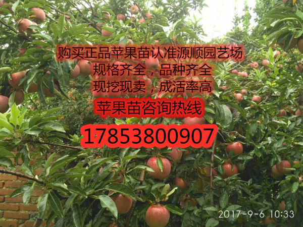 購買條紋紅蘋果苗價(jià)格及基地