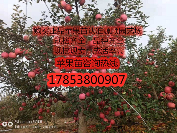 紅色之愛蘋果苗價格